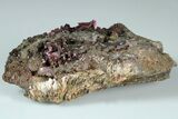 3.5" Magenta Erythrite Crystal Cluster - Morocco - #184282-1